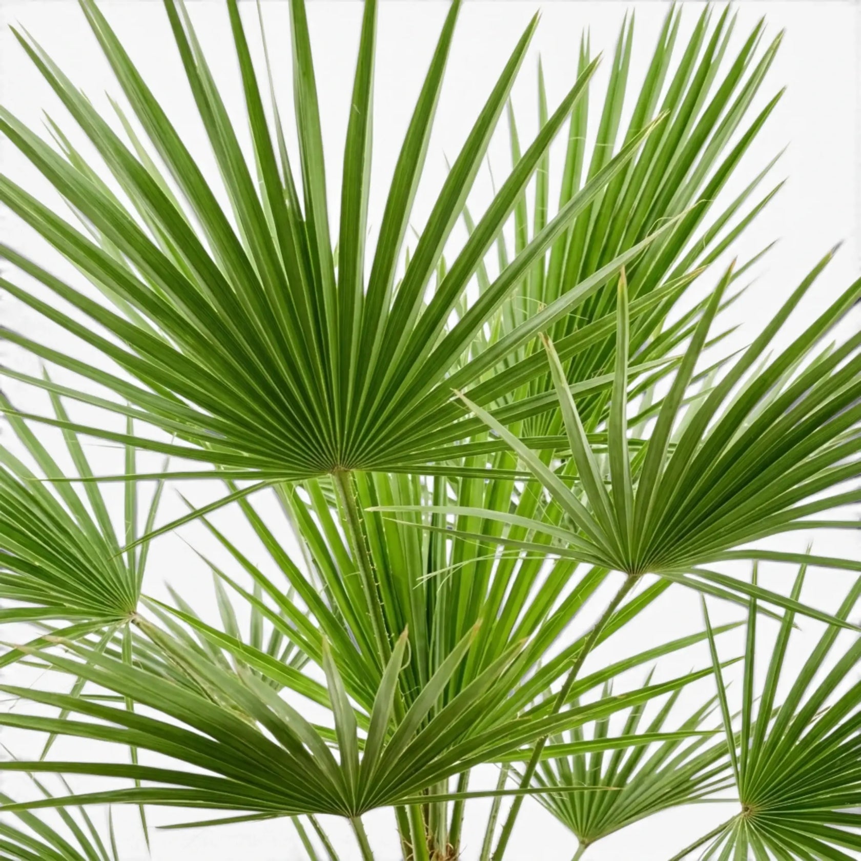 Chamaerops humilis, Europäische Zwergpalme mit fächerförmigen Wedeln in Nahaufnahme.