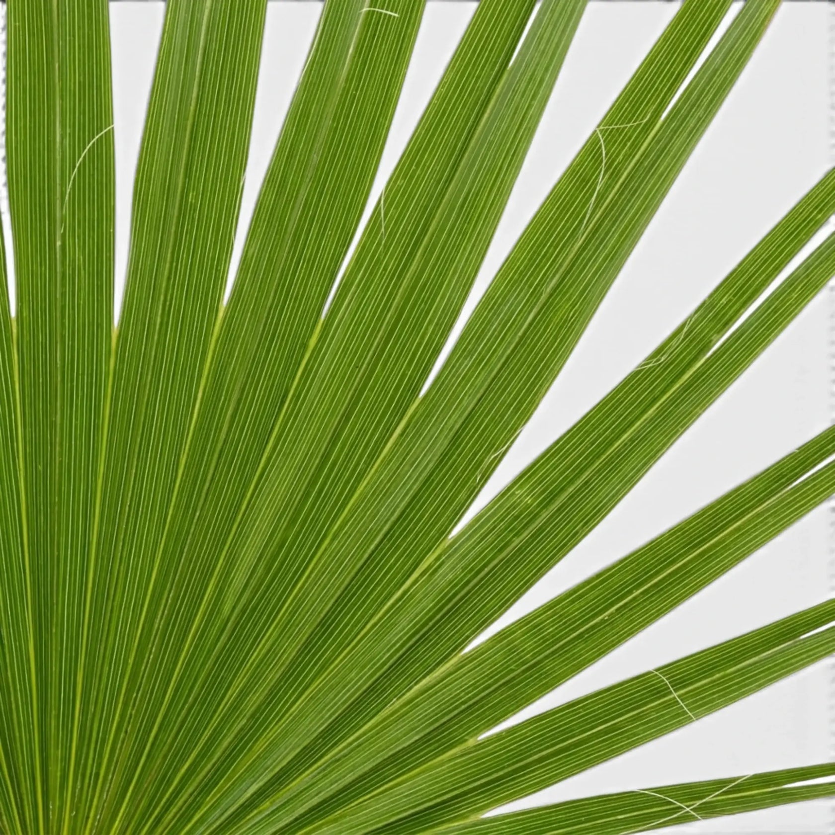 Chamaerops humilis, Europäische Zwergpalme mit fächerförmigen Wedeln in Nahaufnahme.