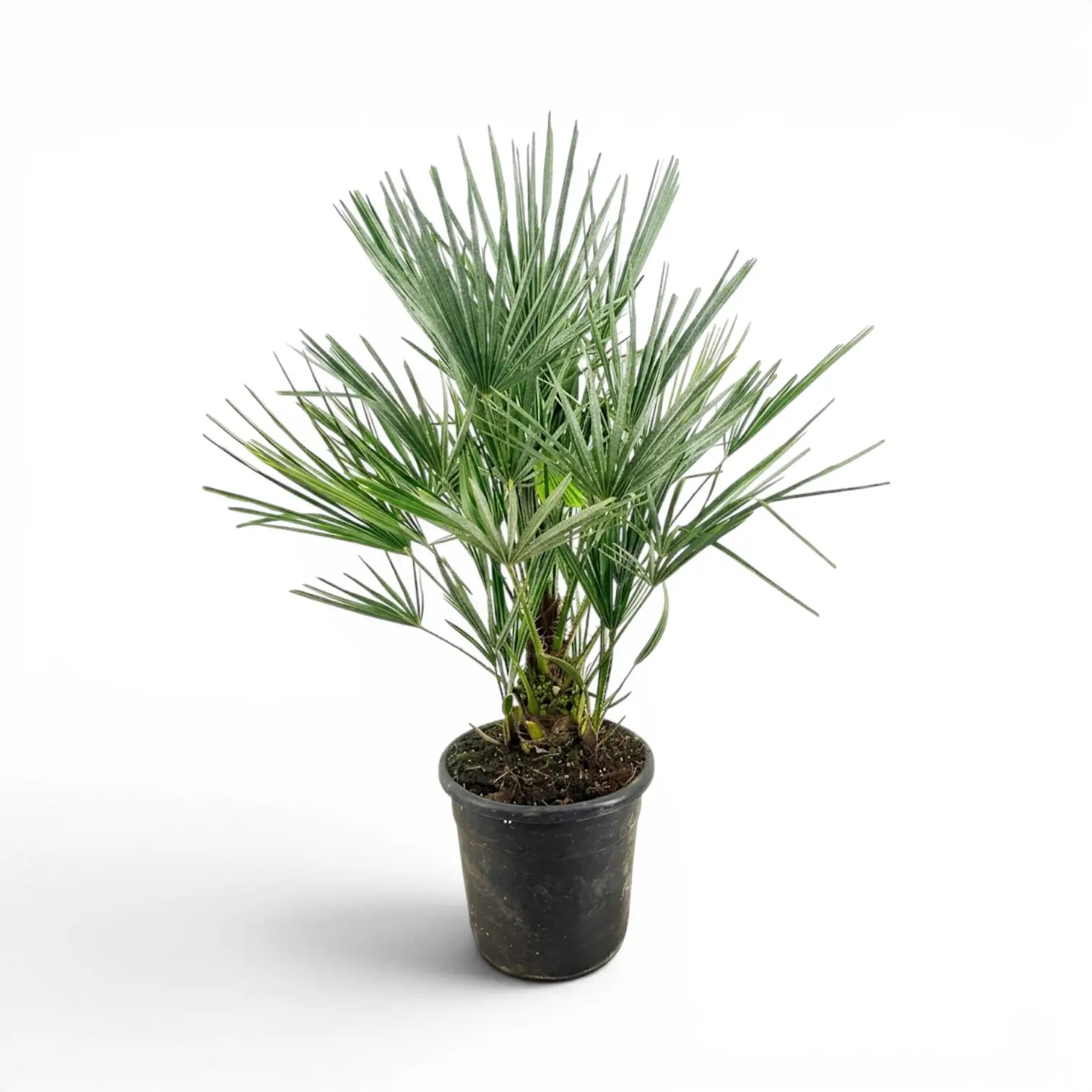 Chamaerops humilis, Europäische Zwergpalme als große Pflanze im Kulturtopf.