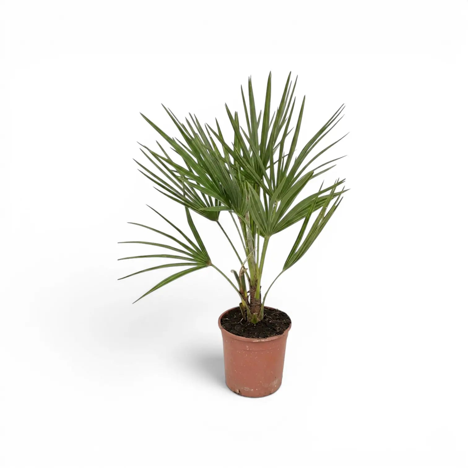 Chamaerops humilis, Europäische Zwergpalme als mittelgroße Pflanze im Kulturtopf.