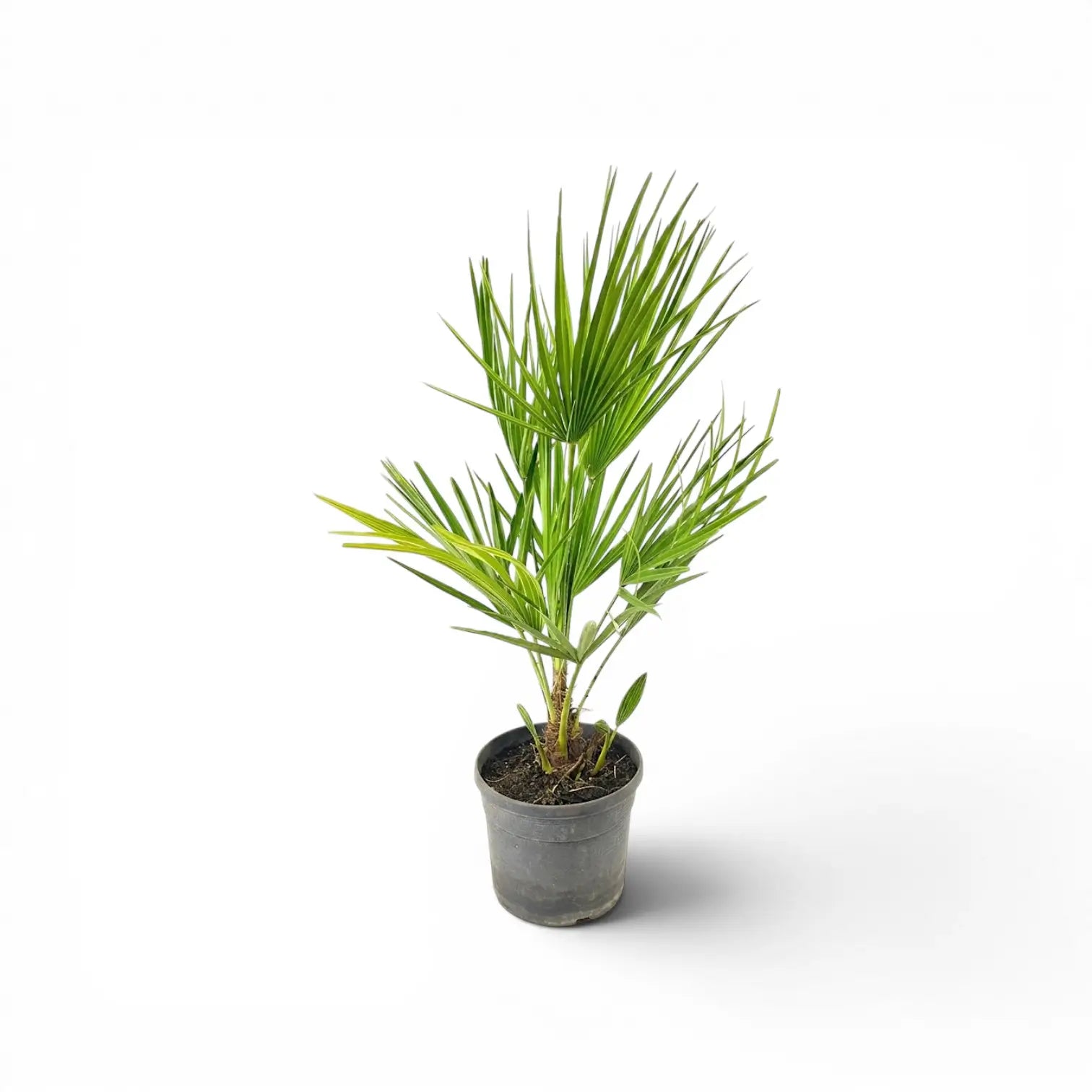 Chamaerops humilis, Europäische Zwergpalme als mittelgroße Pflanze im Kulturtopf.