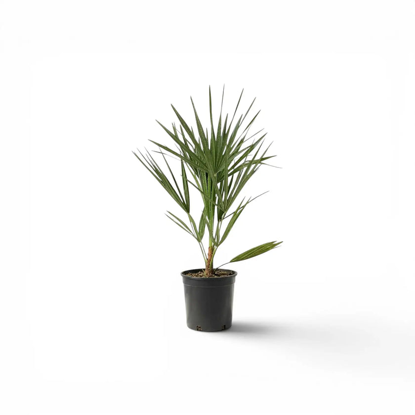 Chamaerops humilis, Europäische Zwergpalme als kleine Pflanze im Kulturtopf.