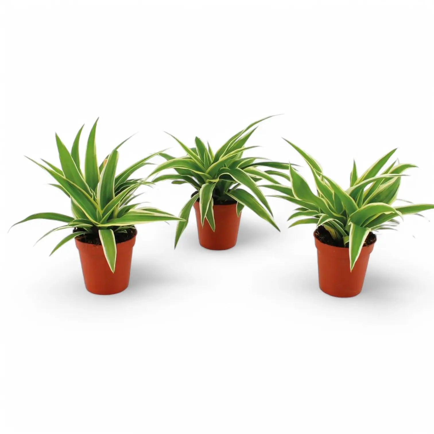 Chlorophytum comosum 'Ocean' potted plant in nursery pot on white background.