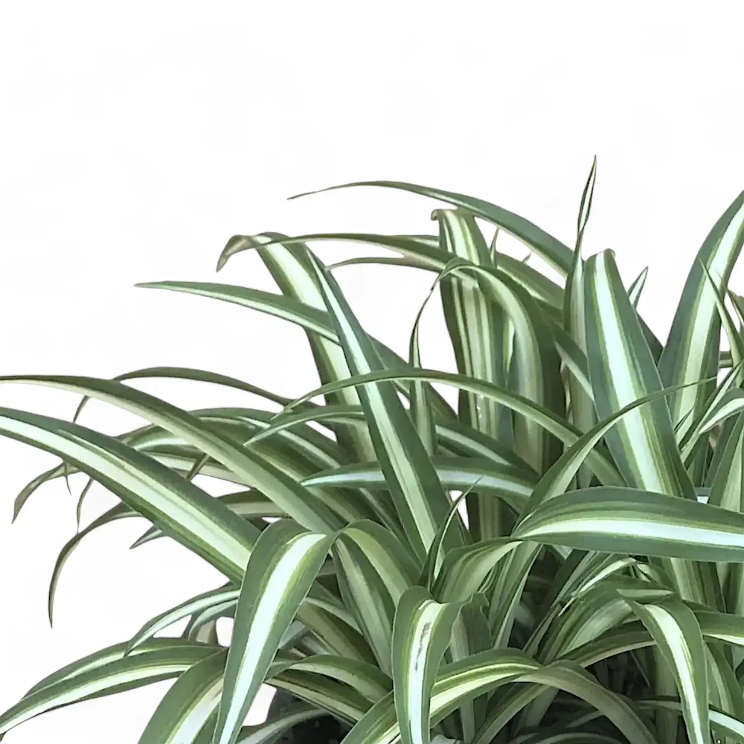 Chlorophytum comosum variegatum – Blattdetail vor weißem Hintergrund..
