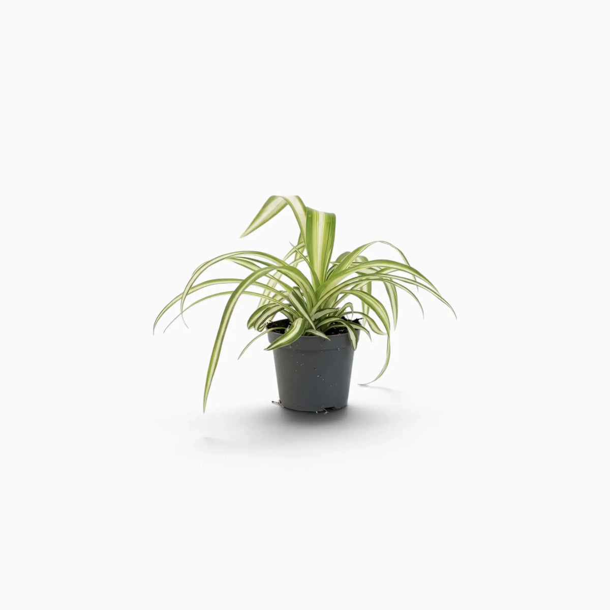 Chlorophytum comosum ‘Variegatum’ – Jungpflanze mit grünen Blättern und weißen Blatträndern