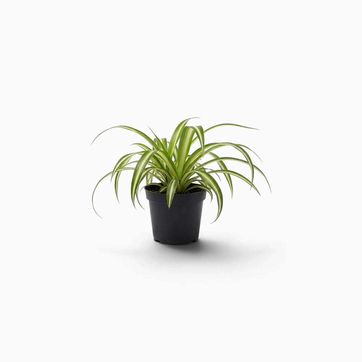 Chlorophytum comosum ‘Variegatum’ – Jungpflanze mit grünen Blättern und weißen Blatträndern