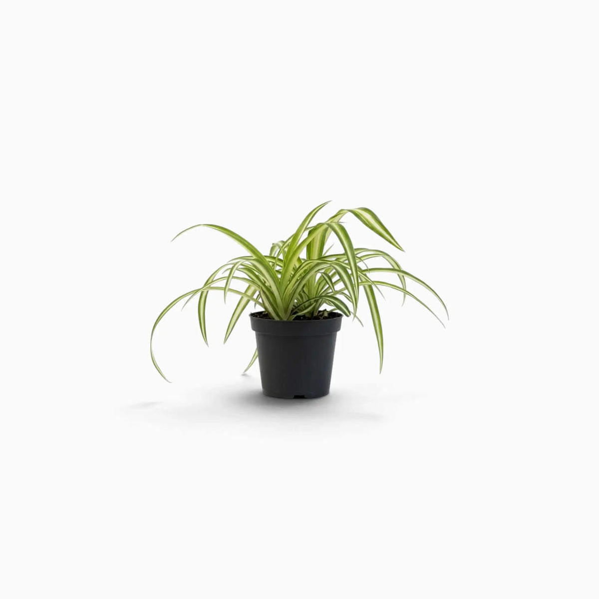 Chlorophytum comosum ‘Variegatum’ – Jungpflanze mit grünen Blättern und weißen Blatträndern