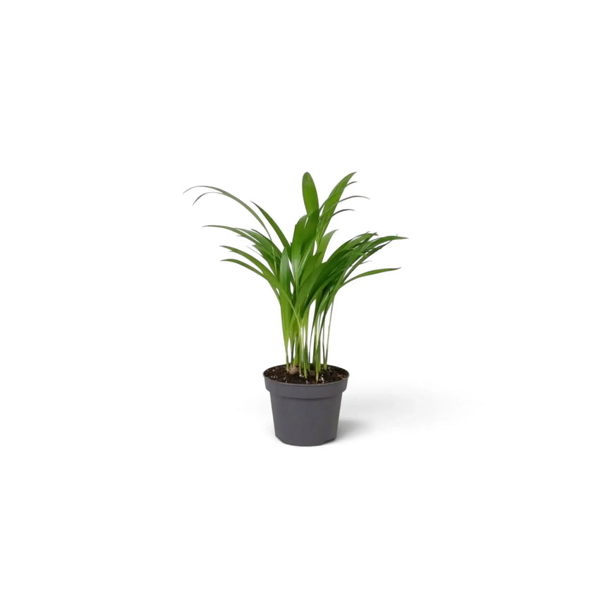 Jungpflanze von Chrysalidocarpus lutescens mit gelbgrünen Stämmen und bogig überhängenden Wedeln