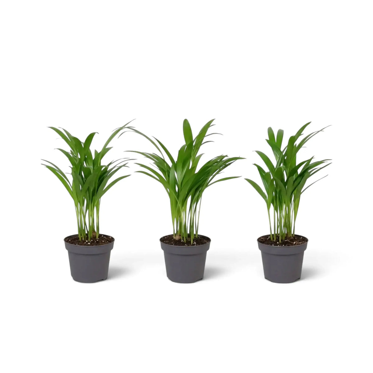 Baby Chrysalidocarpus lutescens with yellow-green canes and arching fronds