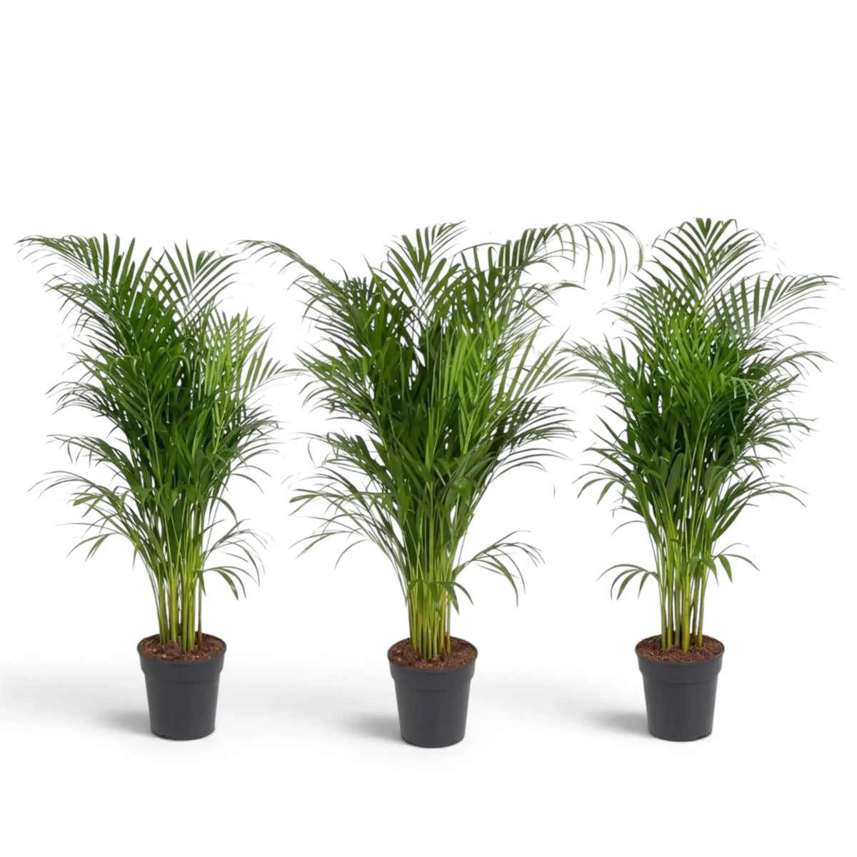 Extra-large Chrysalidocarpus lutescens with yellow-green canes and arching fronds