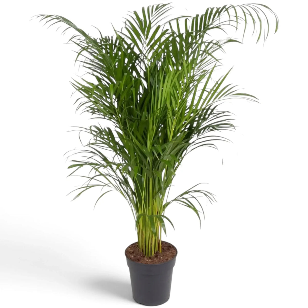 Extra-large Chrysalidocarpus lutescens with yellow-green canes and arching fronds