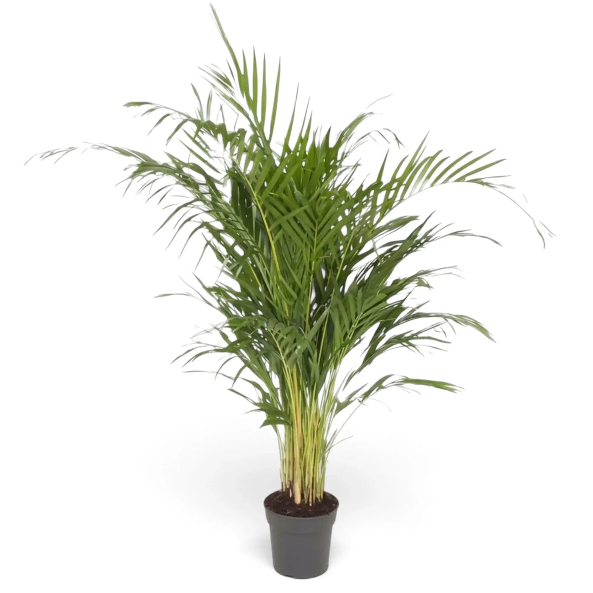 Large Chrysalidocarpus lutescens with yellow-green canes and arching fronds