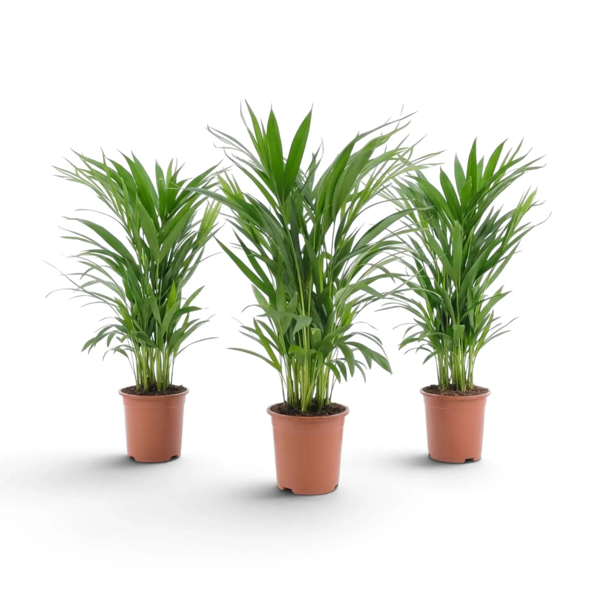Small Chrysalidocarpus lutescens with yellow-green canes and arching fronds