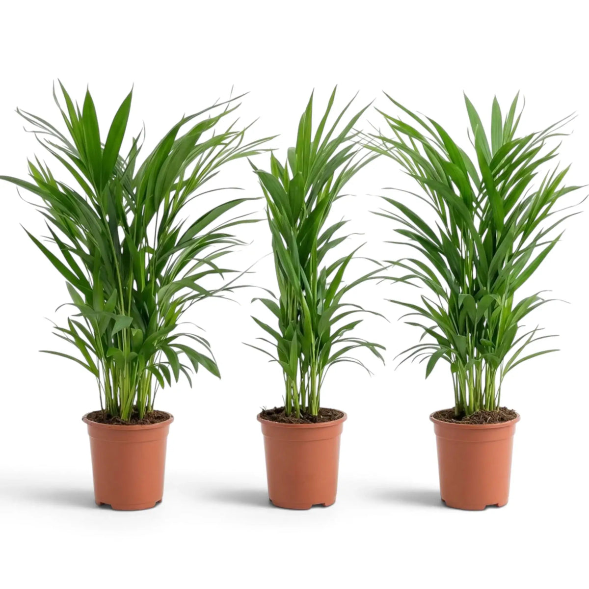 Small Chrysalidocarpus lutescens with yellow-green canes and arching fronds