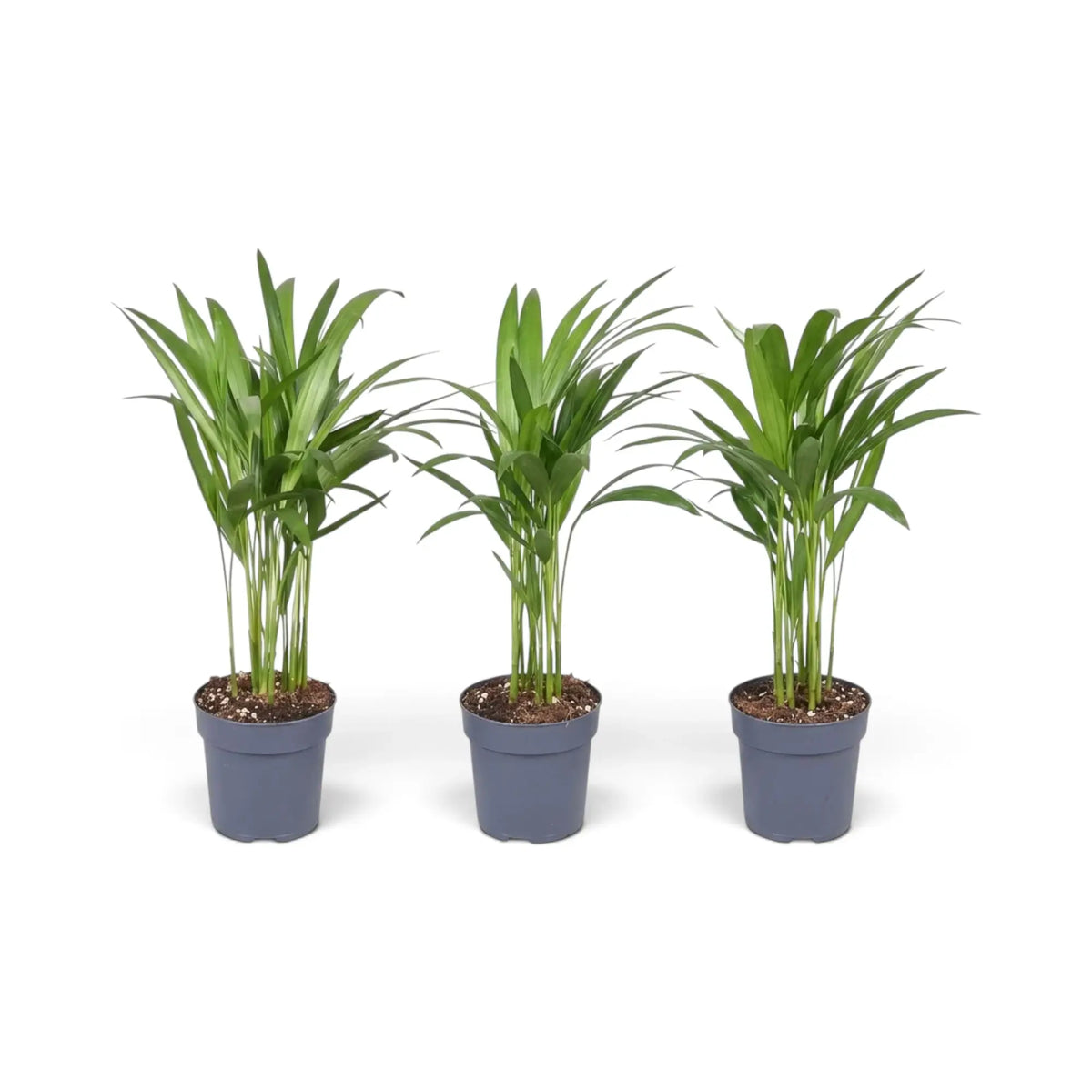 Extra-small Chrysalidocarpus lutescens with yellow-green canes and arching fronds