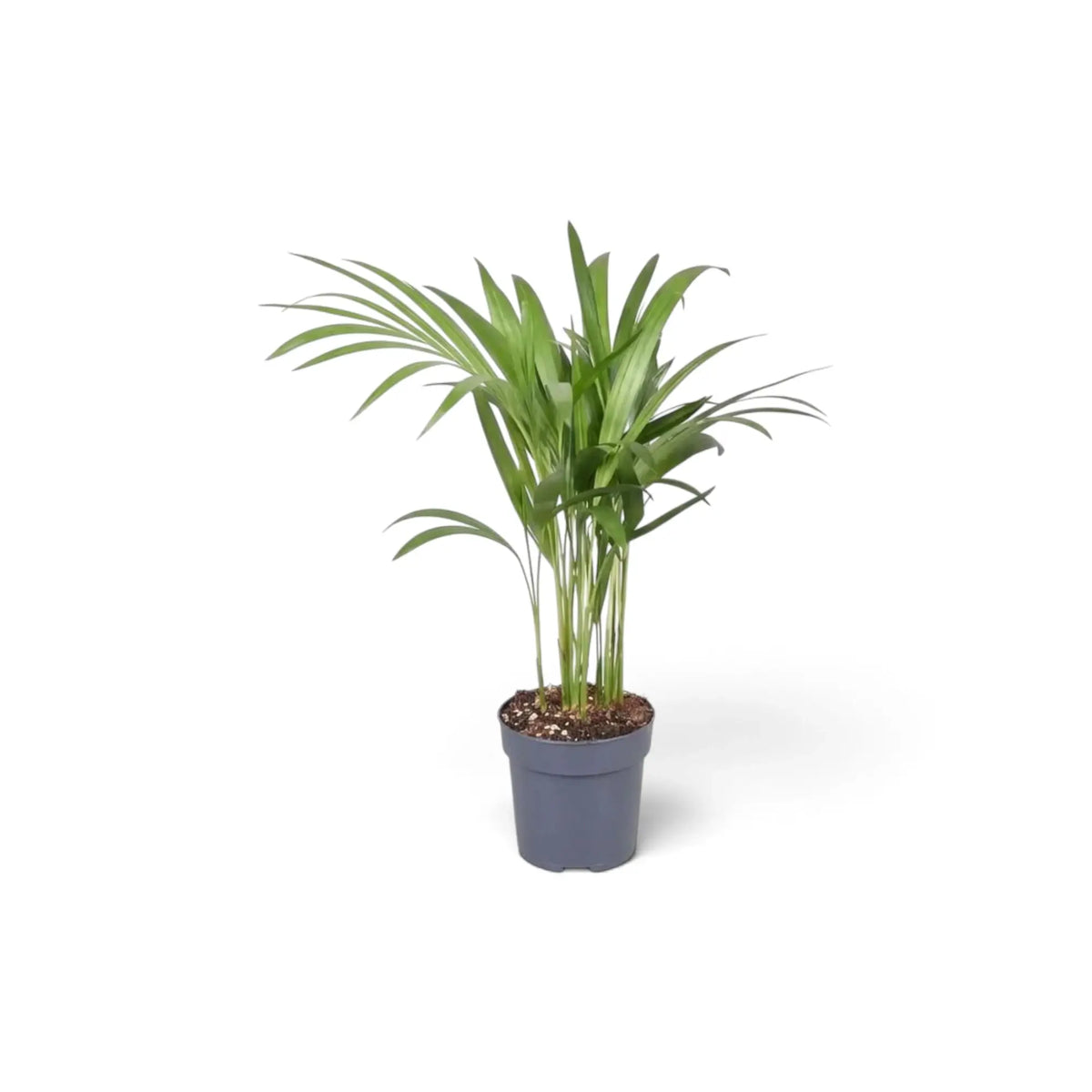 Extra-small Chrysalidocarpus lutescens with yellow-green canes and arching fronds