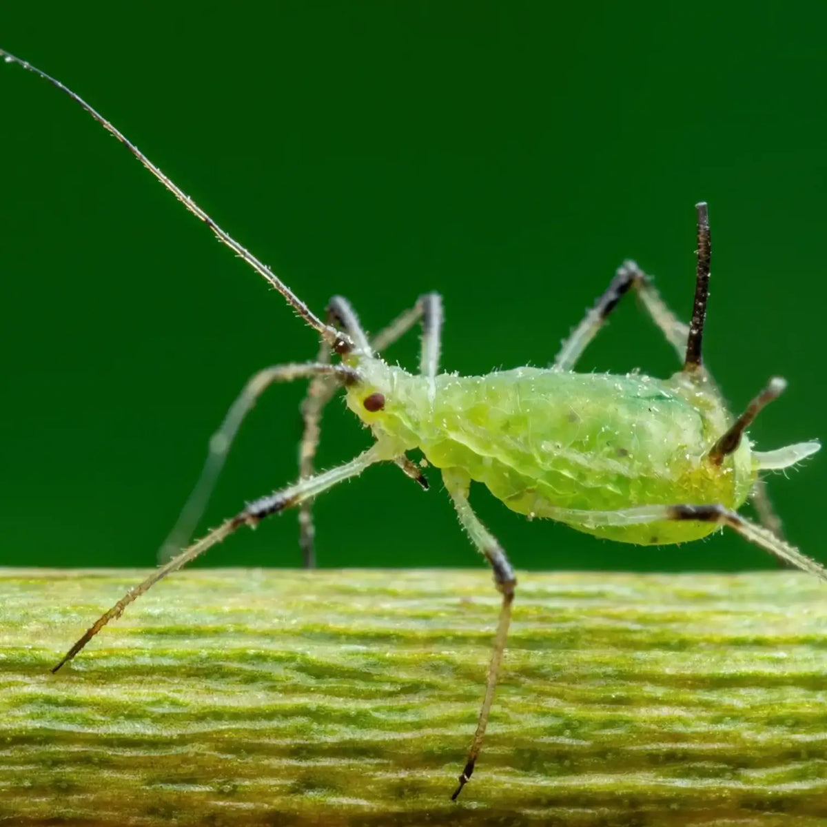 Chrysoperla carnea - against Aphids & Thrips on white background.