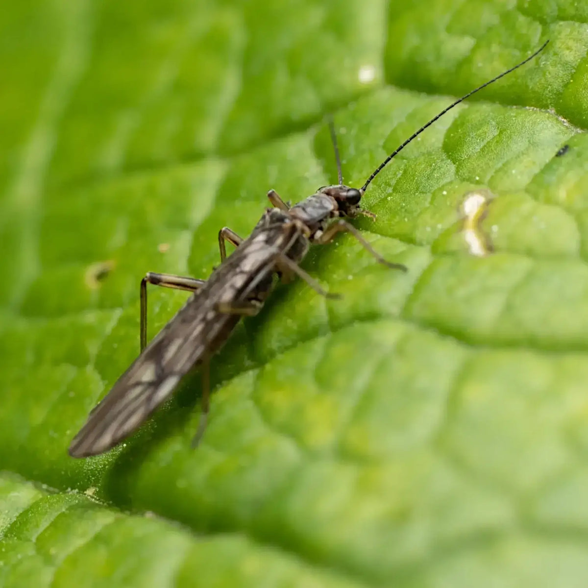 Chrysoperla carnea - against Aphids & Thrips on white background.