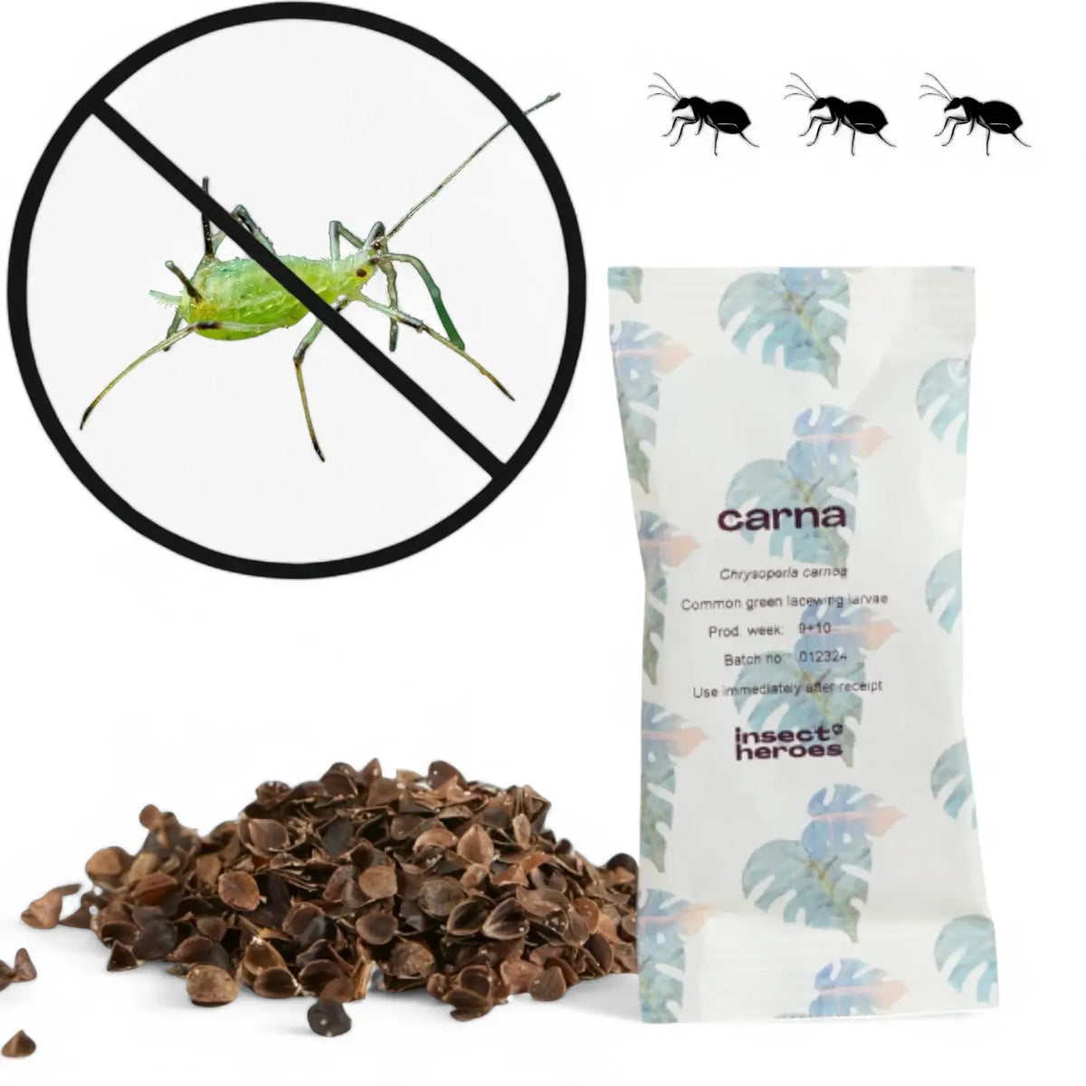 Chrysoperla carnea - against Aphids & Thrips on white background.