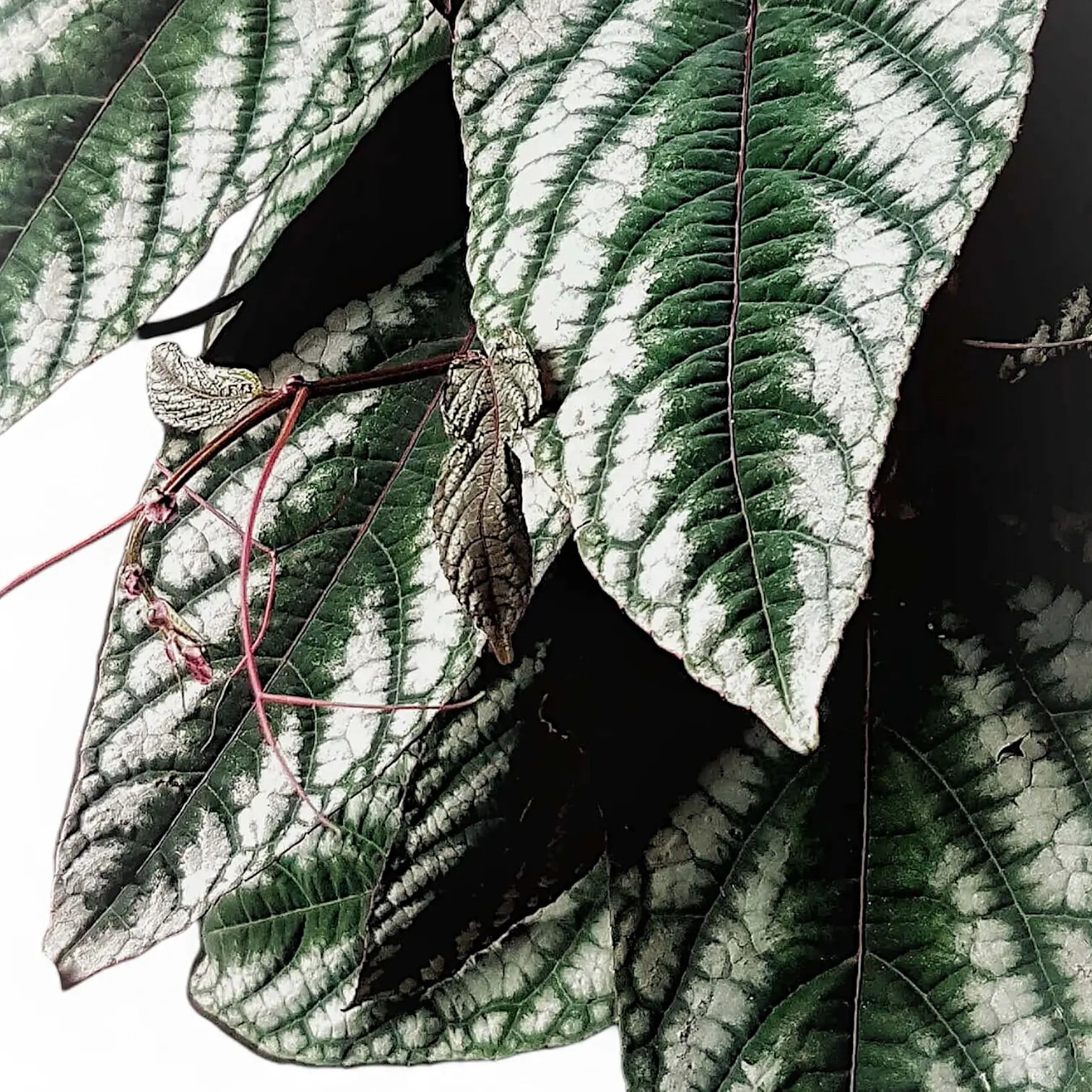 Cissus discolor potted plant in nursery pot on white background.