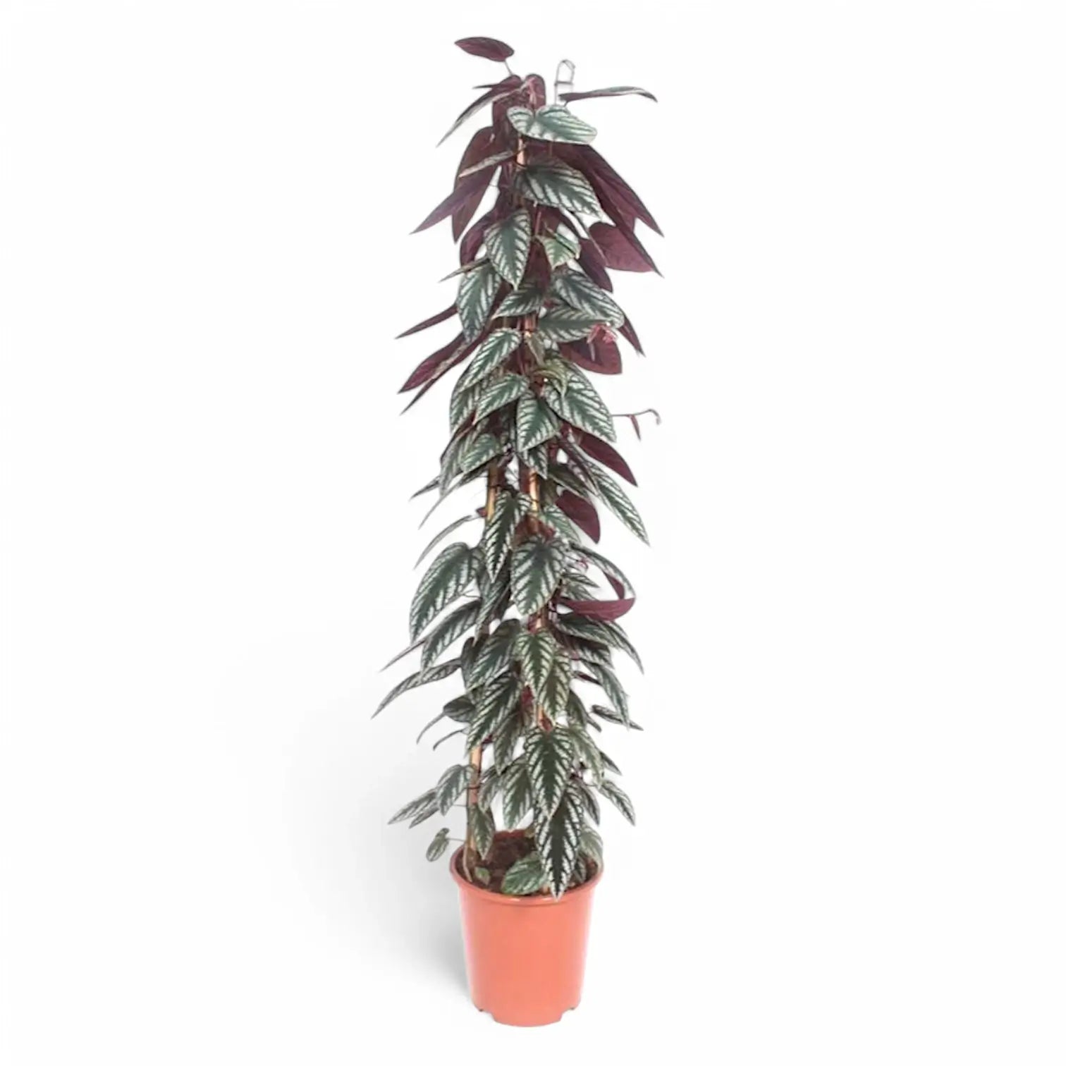Cissus discolor potted plant in nursery pot on white background.