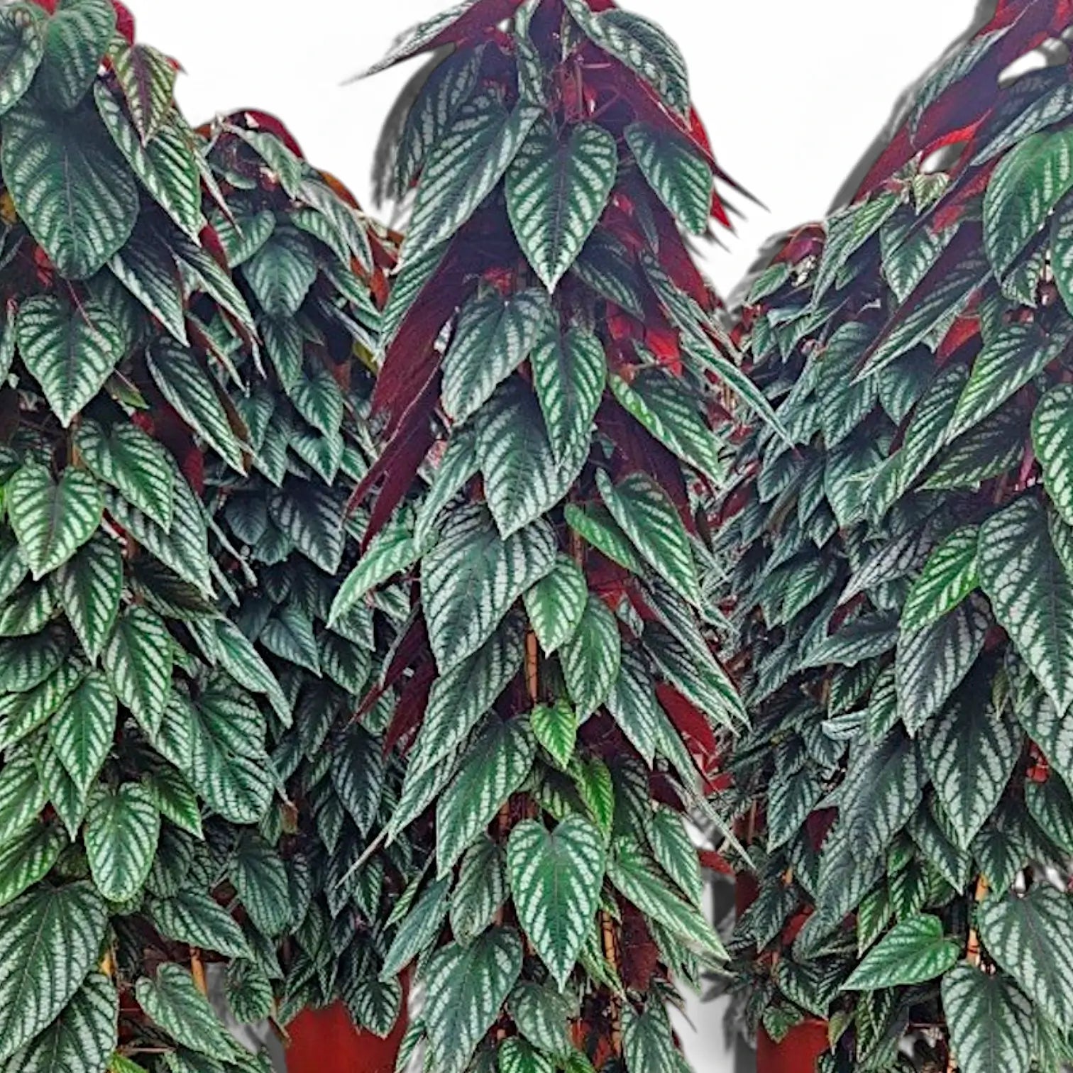 Cissus discolor potted plant in nursery pot on white background.