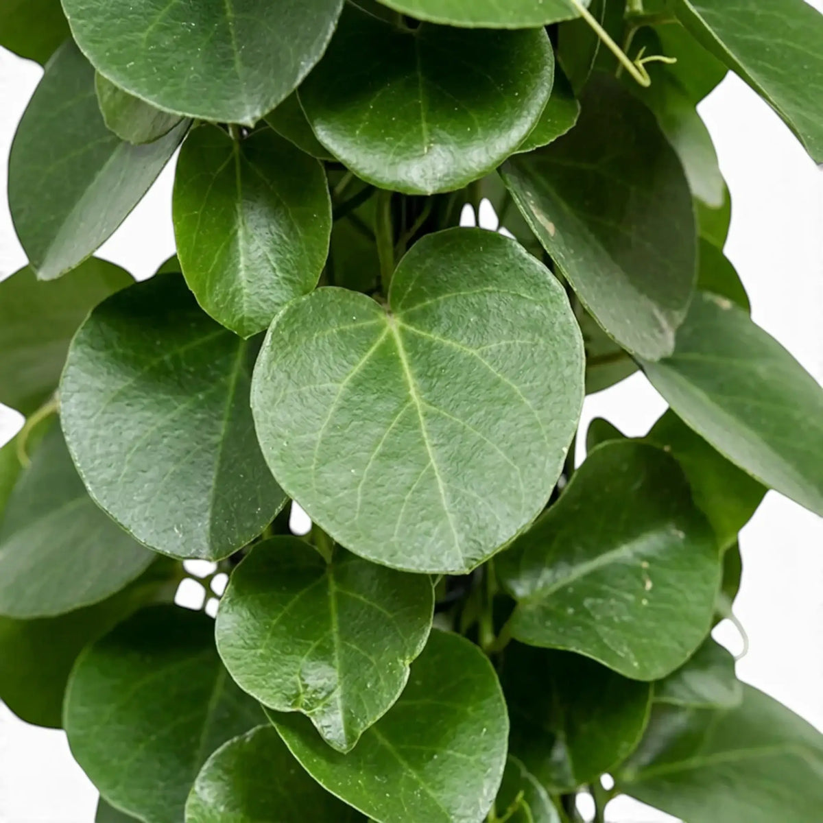 Close-up of Cissus rotundifolia foliage with thick, nearly round glossy green leaves
