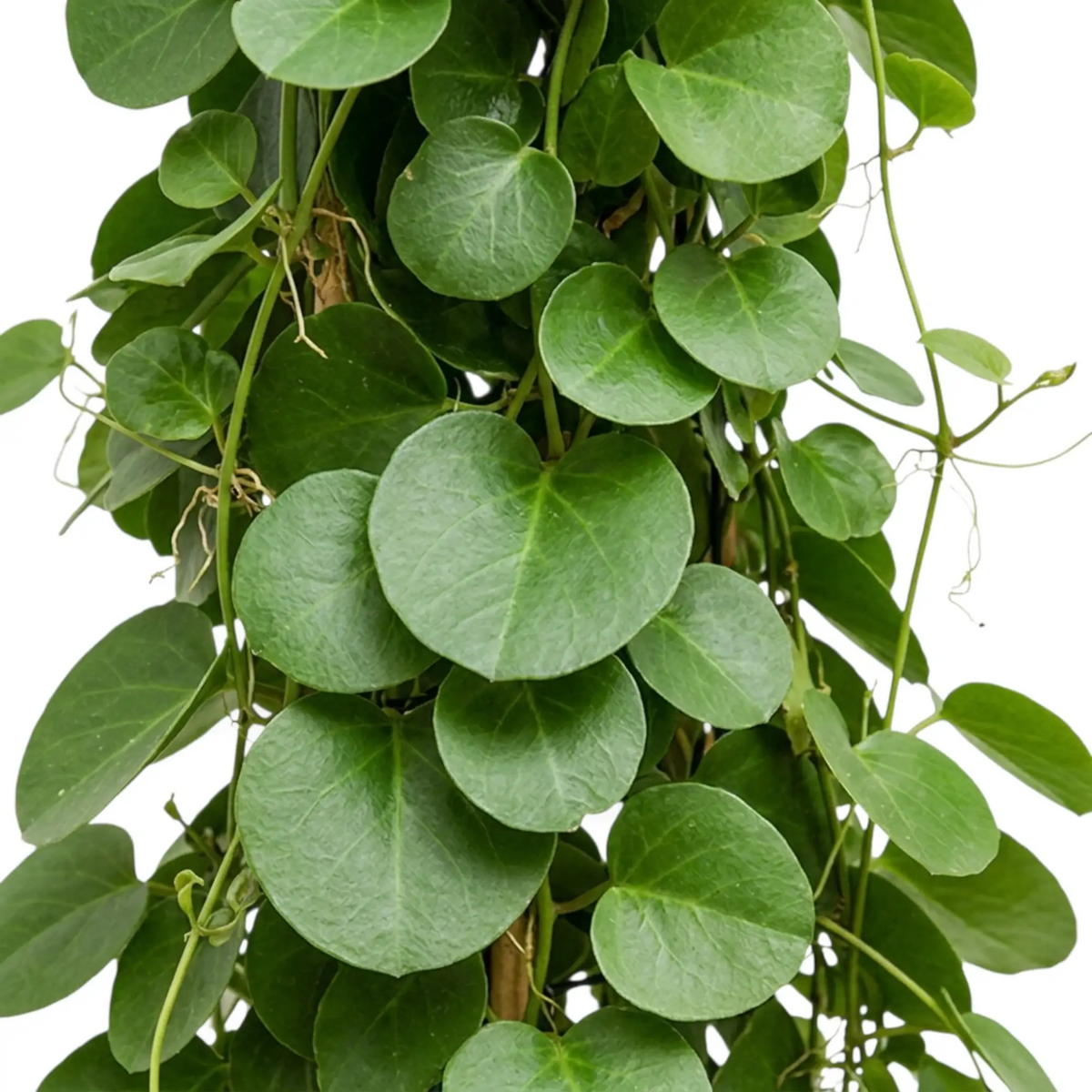 Cissus rotundifolia leaf detail showing thick, nearly round green foliage on angular green stems