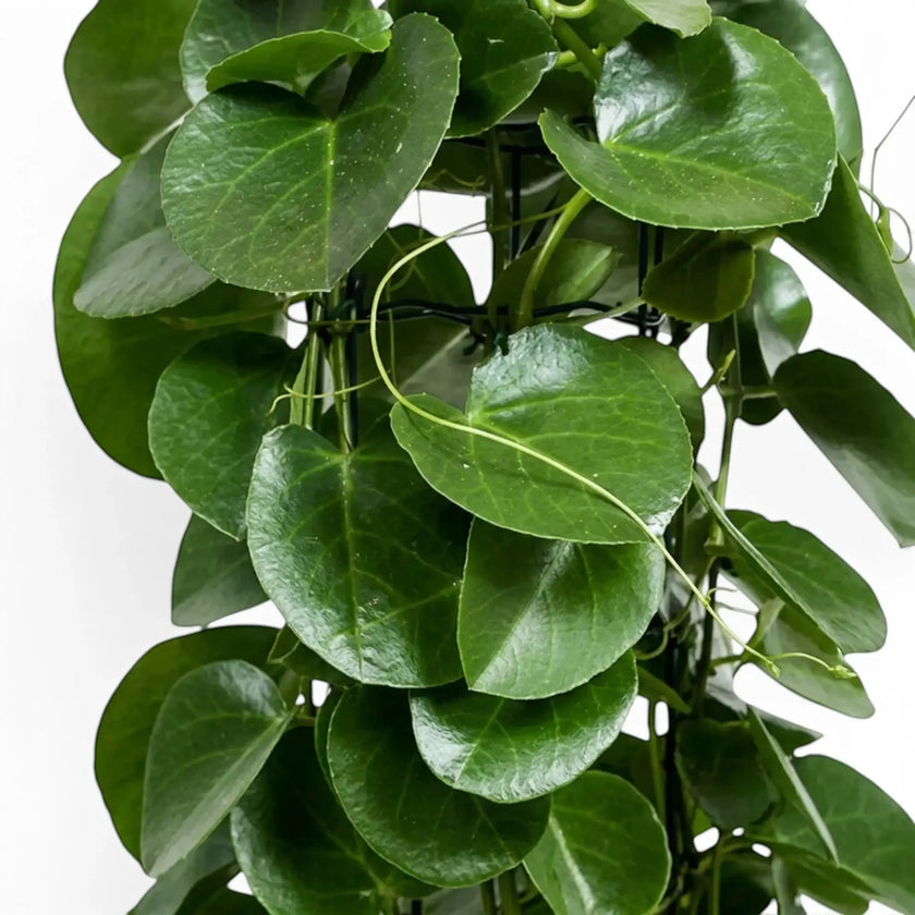 Close-up of Cissus rotundifolia showing rounded glossy leaves and a climbing stem with tendrils
