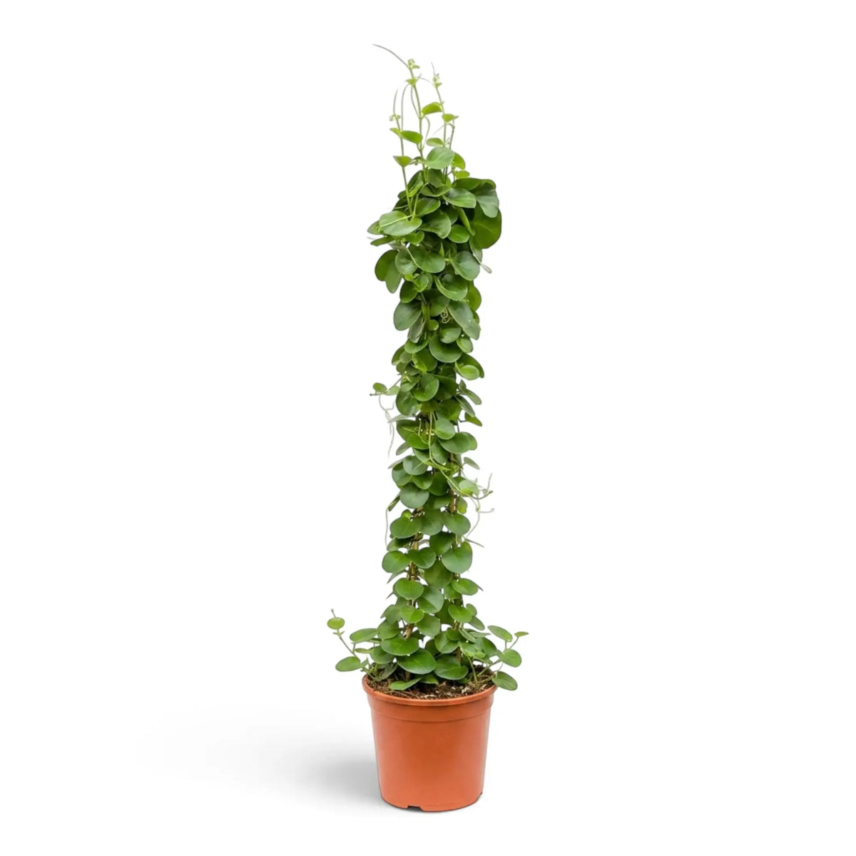 Potted Cissus rotundifolia showing a climbing habit and dense coin-shaped green foliage