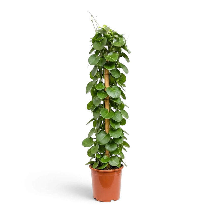 Cissus rotundifolia full plant with climbing stems, tendrils and glossy rounded green leaves