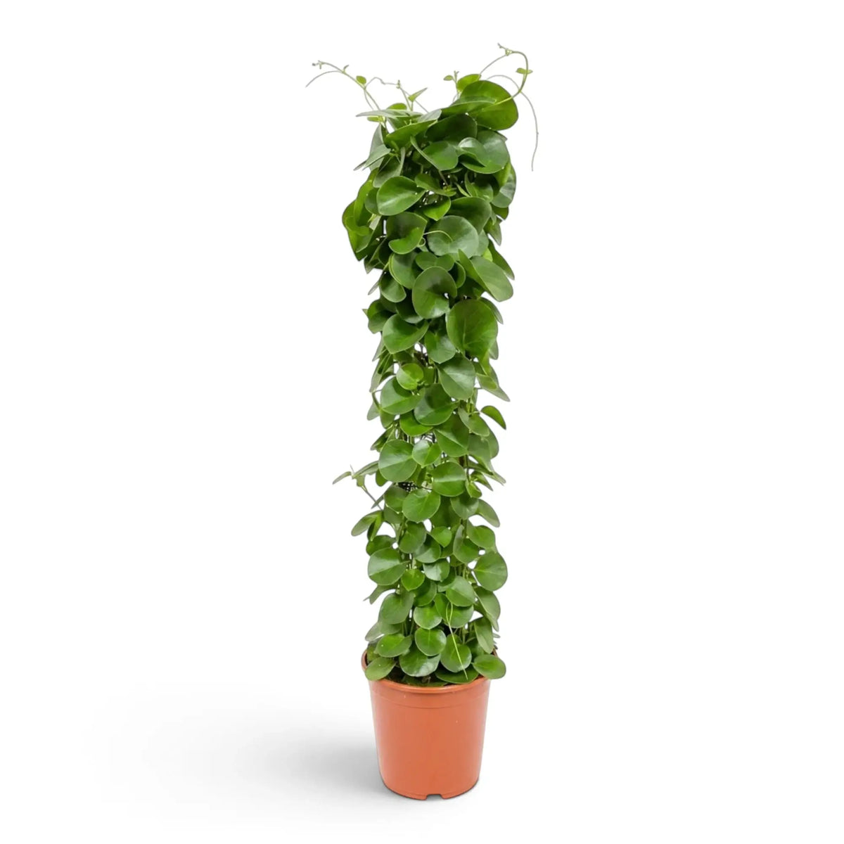 Cissus rotundifolia in a nursery pot, showing broad climbing growth and thick round green leaves