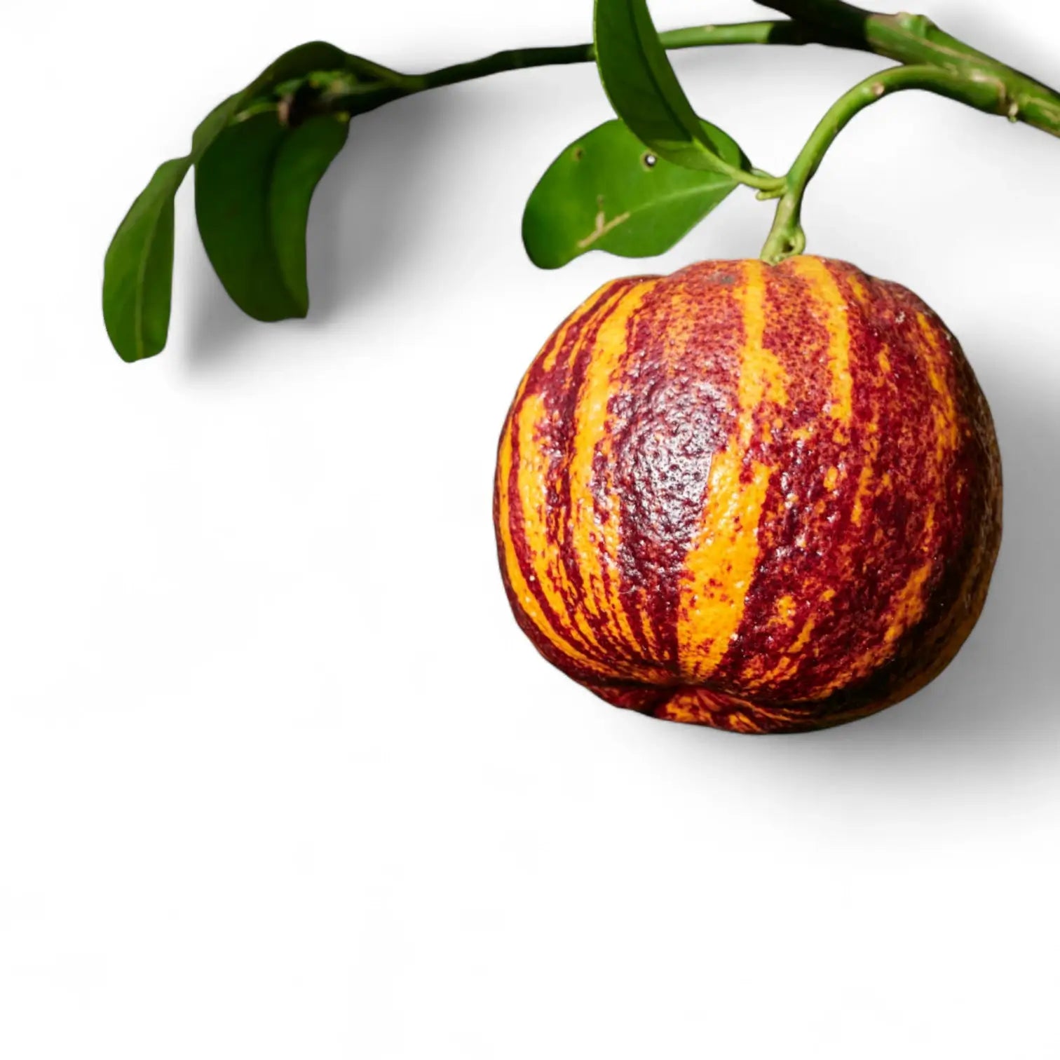 Citrus ‘Arcobal’ – Blattdetail vor weißem Hintergrund..