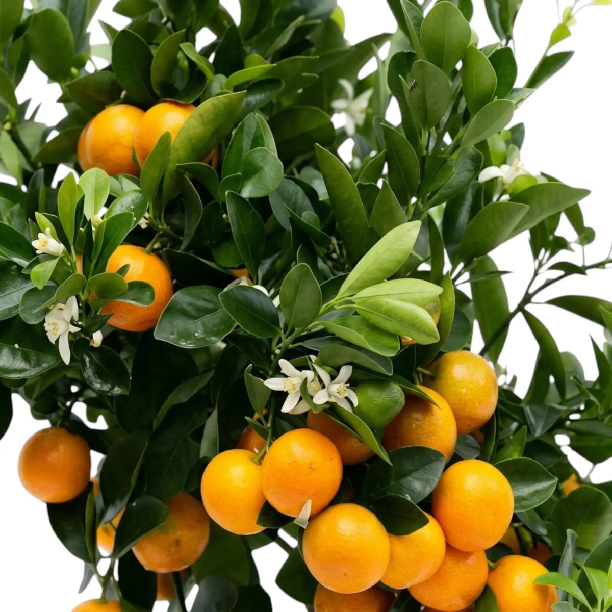 Close-up of Calamondin foliage and fruit with glossy green leaves and small orange citrus fruit