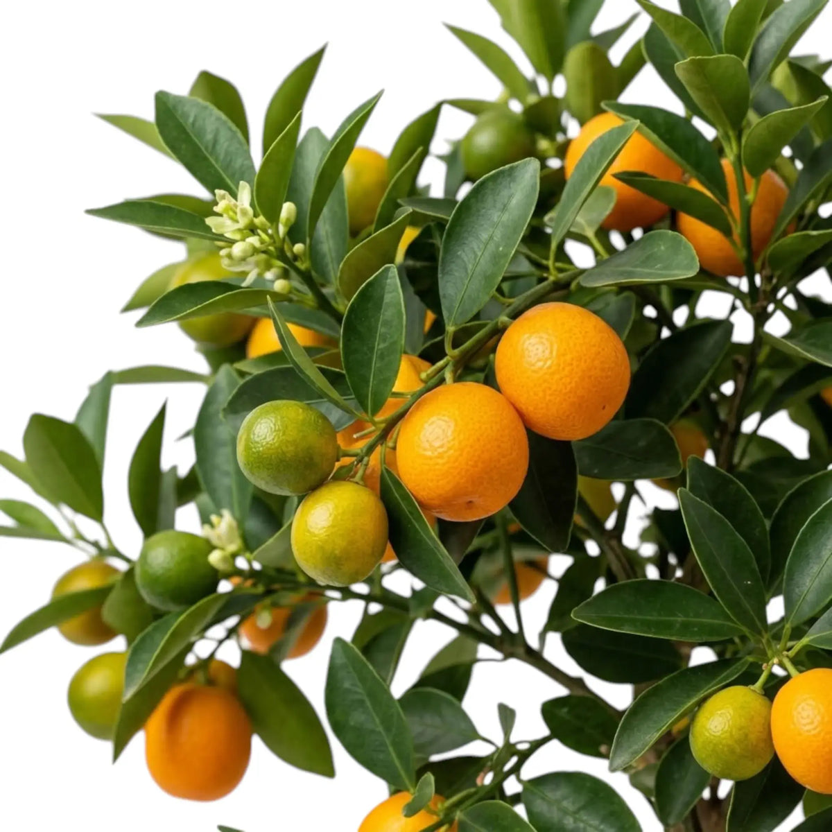 Close-up of Calamondin branches with green foliage and small citrus fruit
