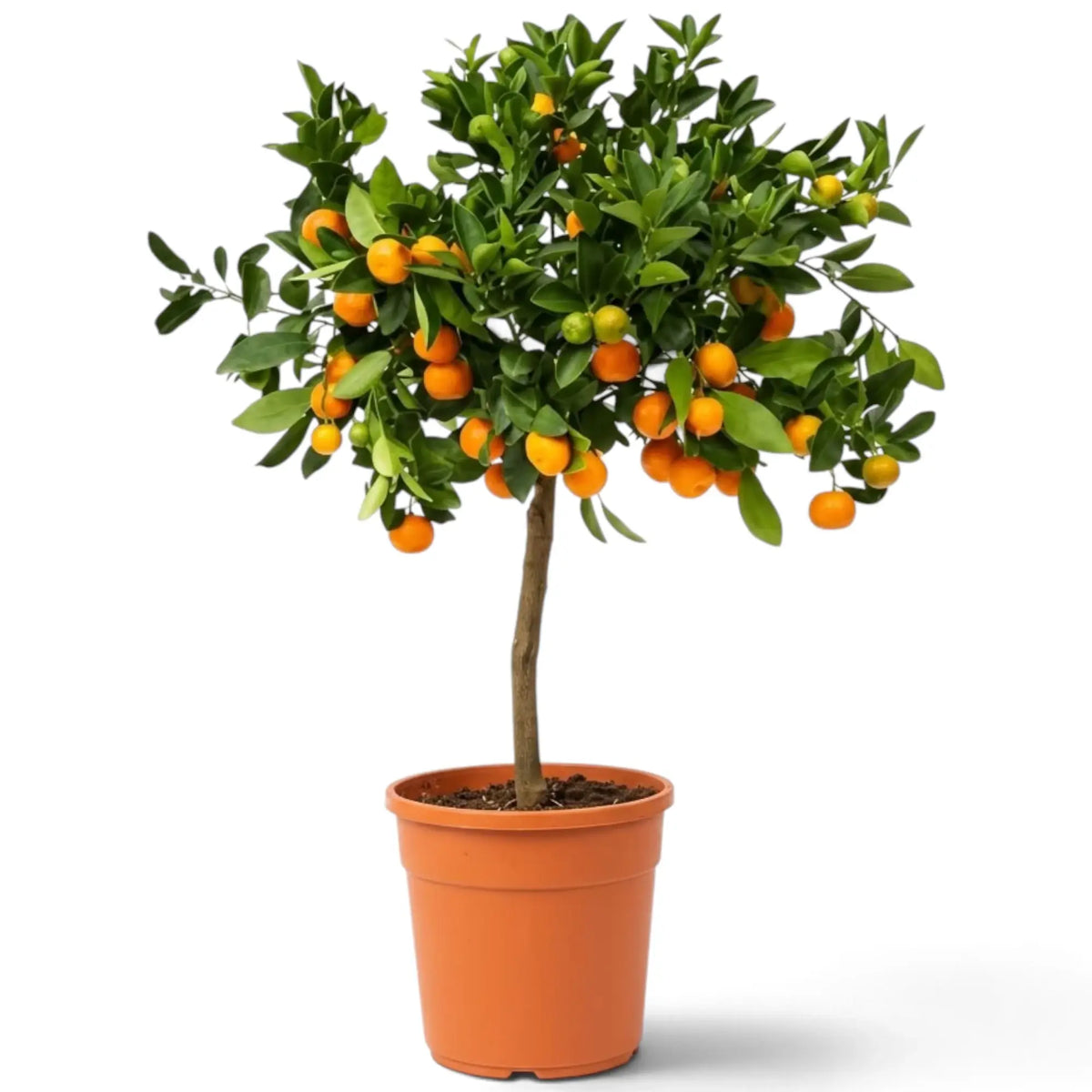 Potted large Calamondin tree with dense glossy foliage and small orange citrus fruit