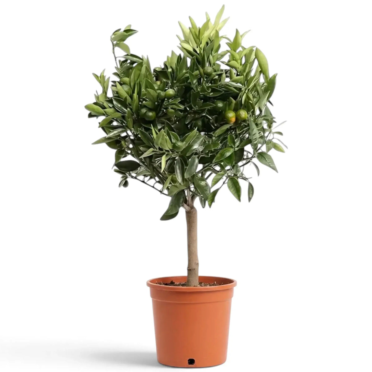 Large potted Calamondin tree with a dense green crown and orange fruit among the branches