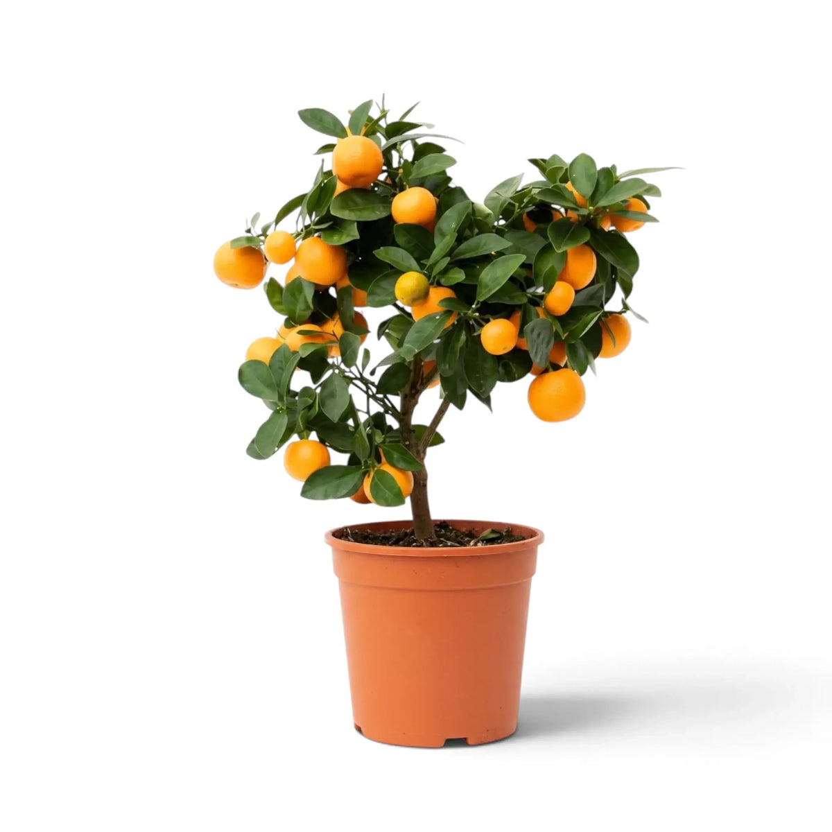 Medium Citrus × microcarpa Calamondin tree with dense green foliage and orange fruit in a nursery pot
