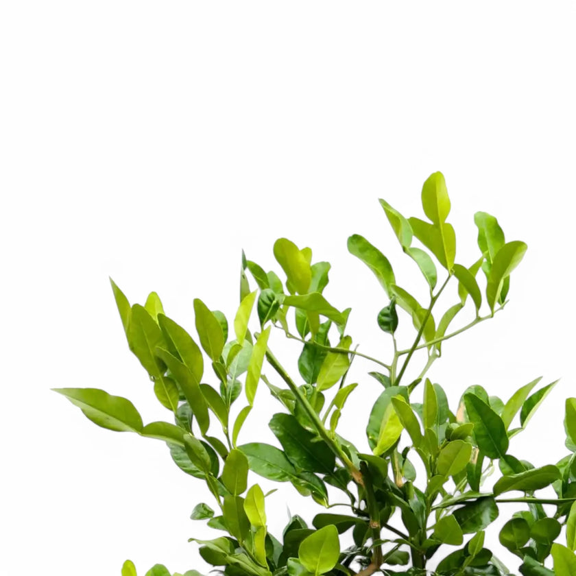 Citrus hystrix (Kaffir lime) close-up of leaf on white background.