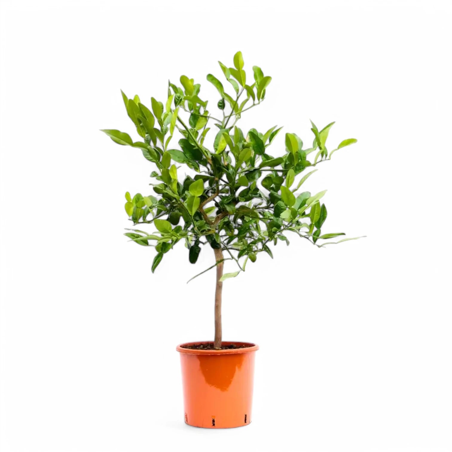 Citrus hystrix (Kaffir lime) potted plant in nursery pot on white background.