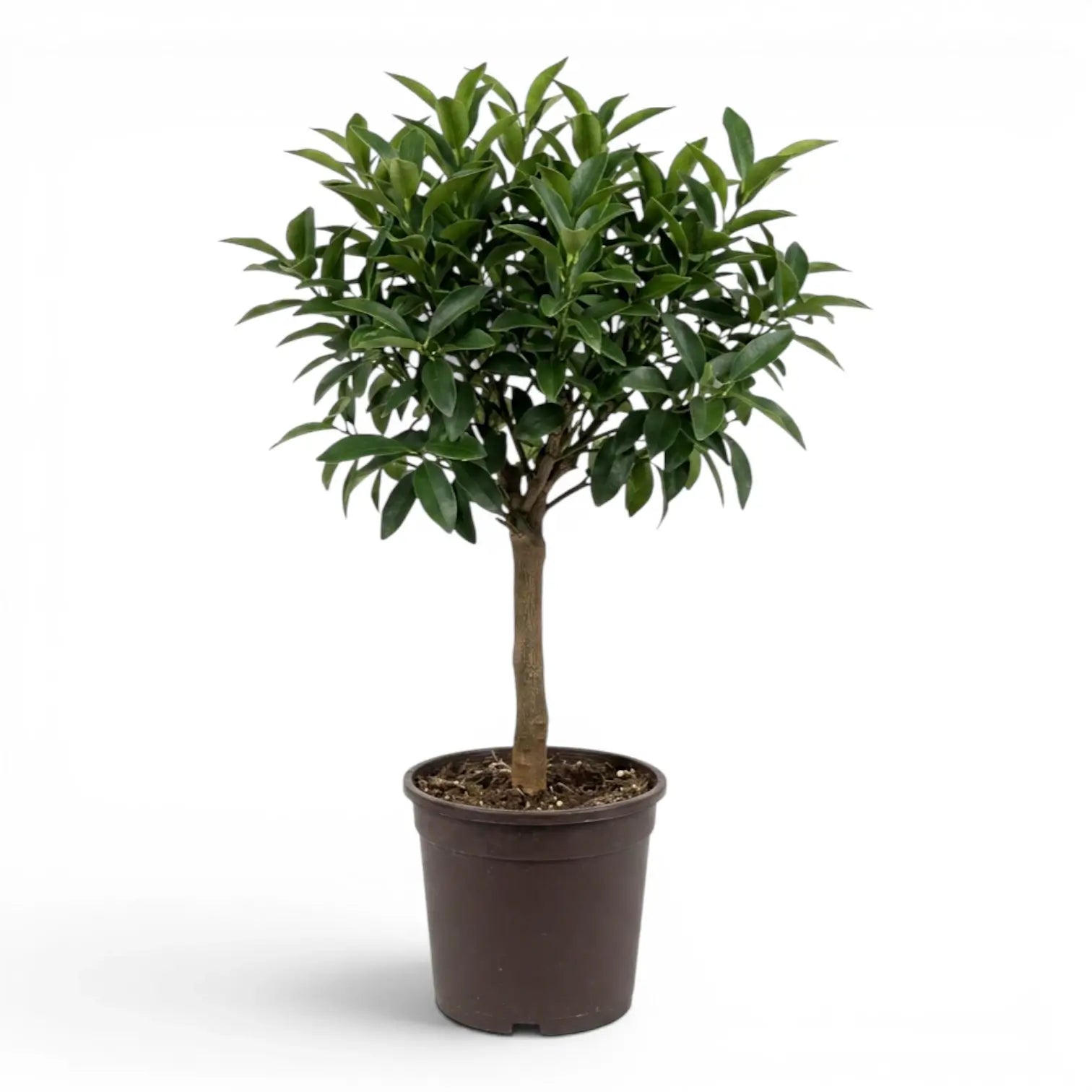 Citrus japonica kumquat large plant in a nursery pot.