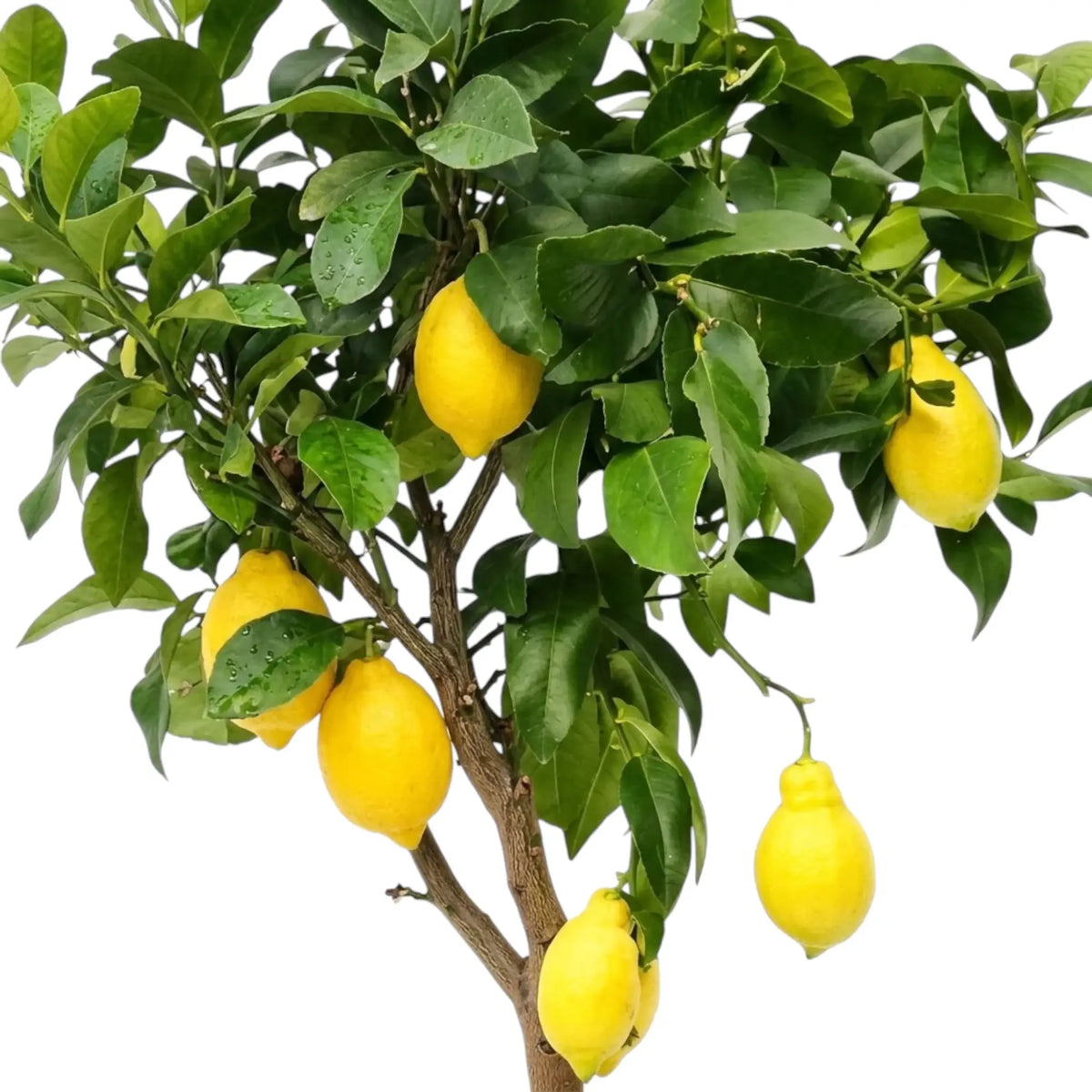 Citrus × limon fruit detail showing lemons hanging among dark green leaves