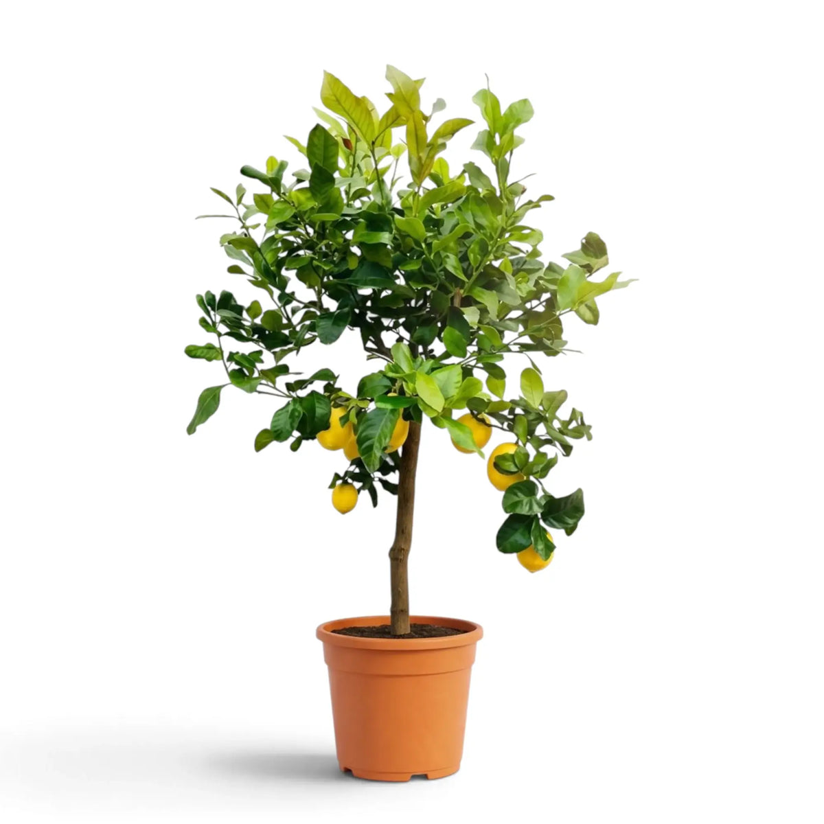 Large Citrus × limon lemon tree with a broad leafy crown and hanging lemons in a nursery pot