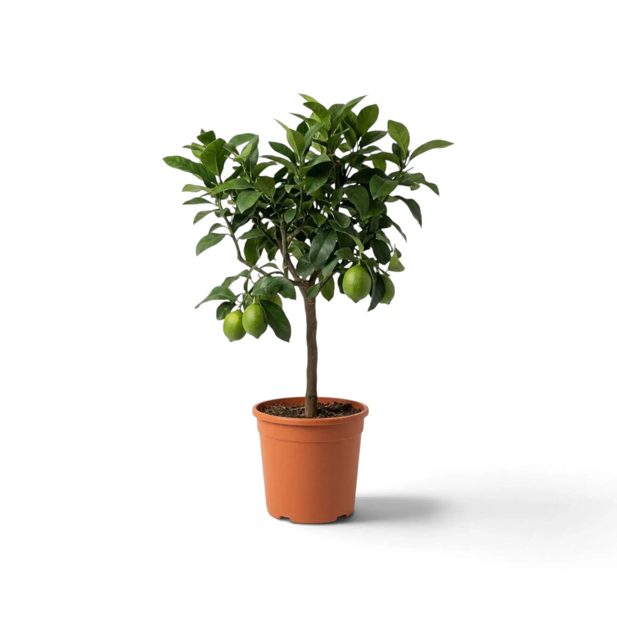 Medium Citrus × limon lemon tree with glossy green leaves and lemons in a nursery pot