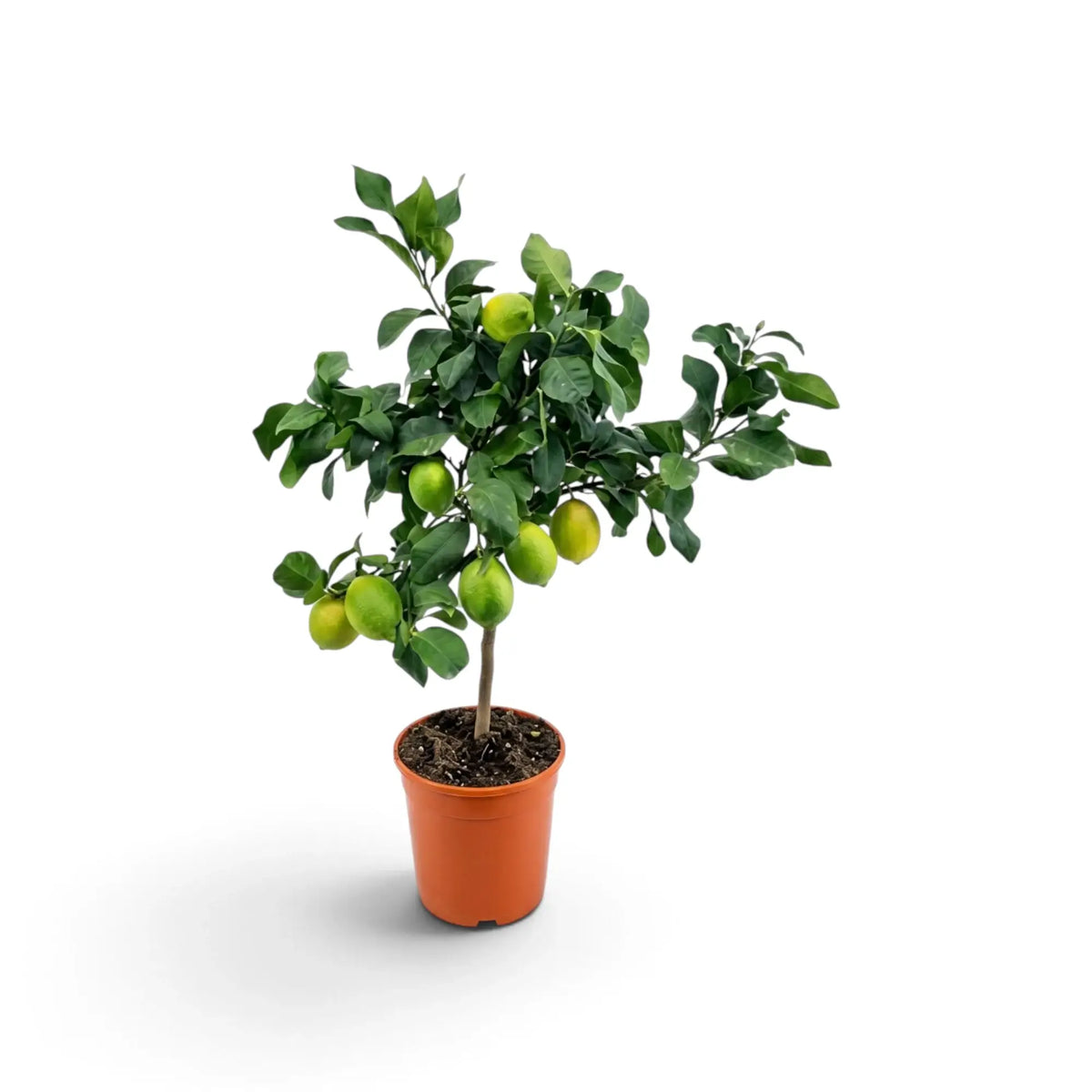 Medium Citrus × limon lemon tree with dense glossy leaves and lemons among the branches