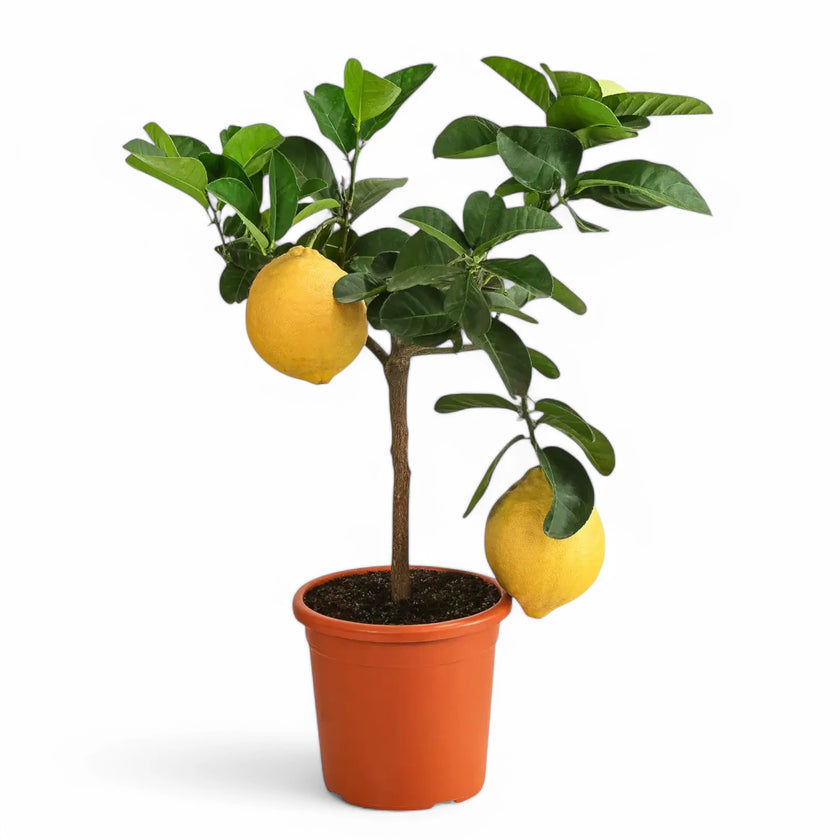 Citrus limon x Citrus paradisi 'Lipo' potted plant in nursery pot on white background.