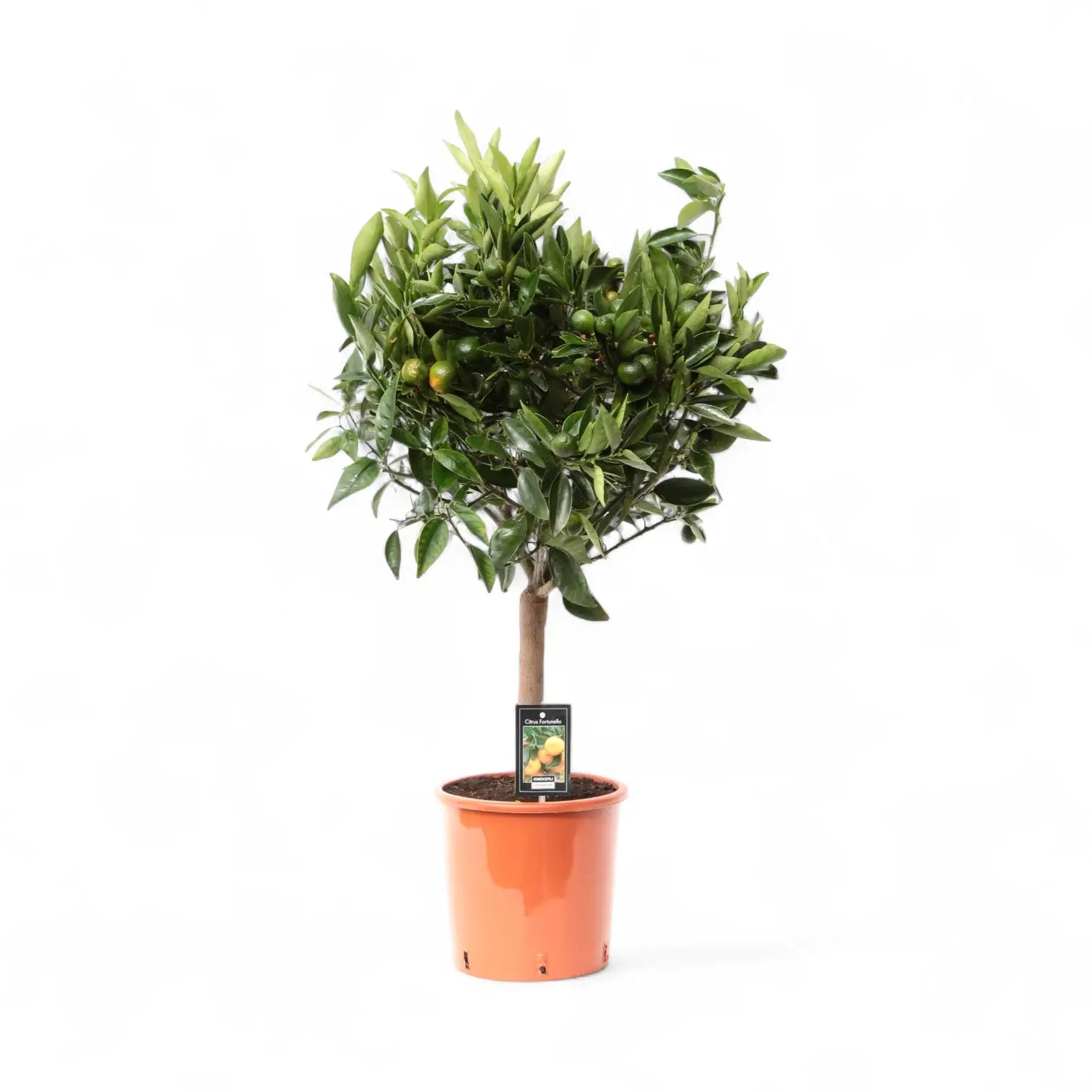 Citrus mandarin (Citrus reticulata) potted plant in nursery pot on white background.