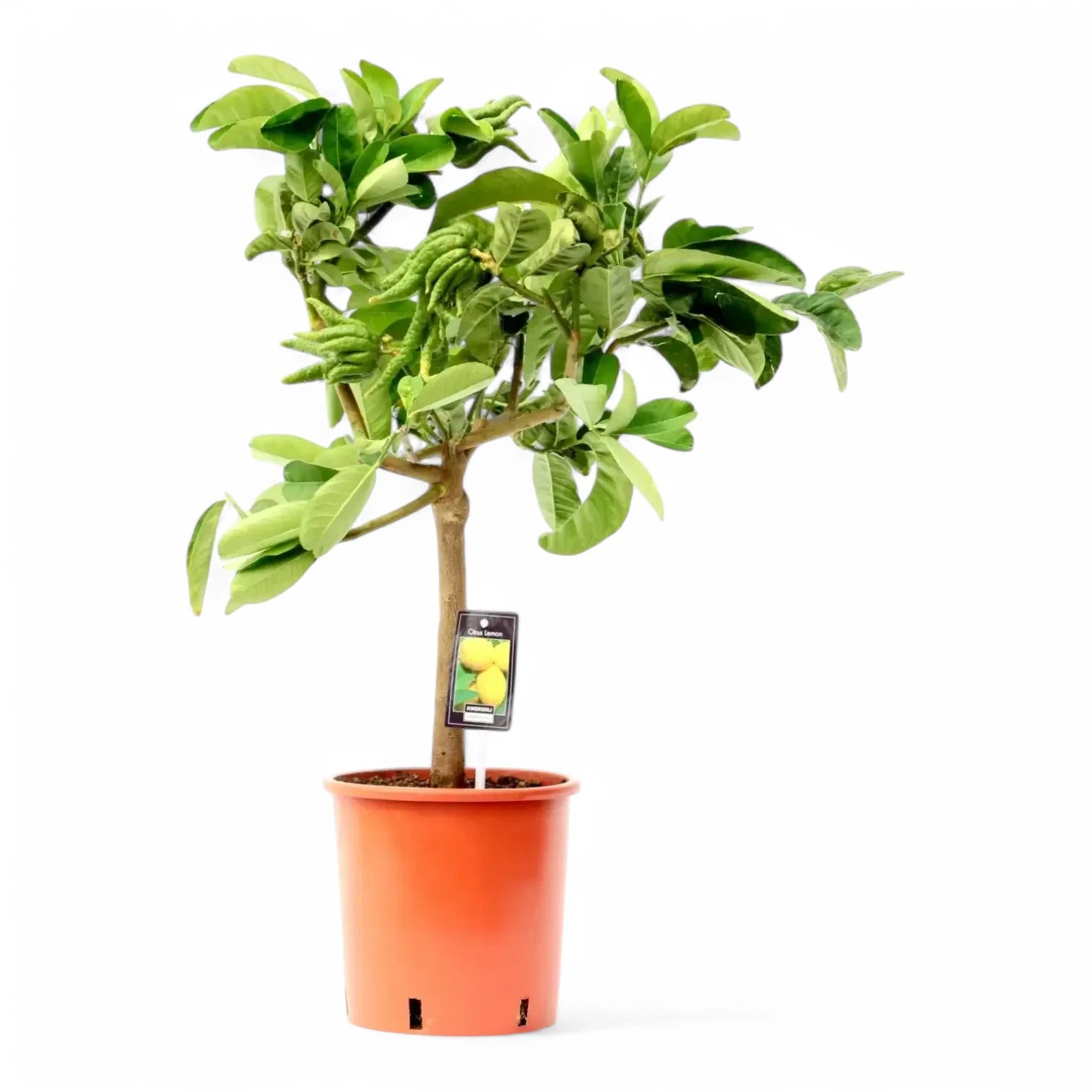 Citrus 'Hand of Buddha' (Citrus medica var. sarcodactylis) potted plant in nursery pot on white background.