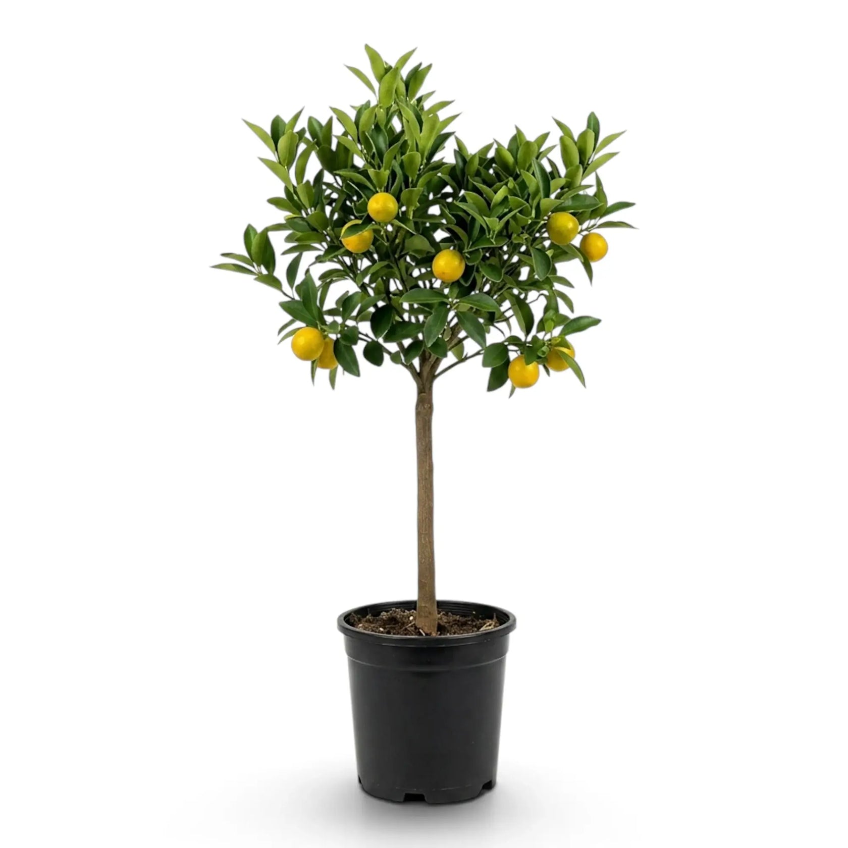 Tall Calamondin citrus tree with scattered orange fruit in a black nursery pot
