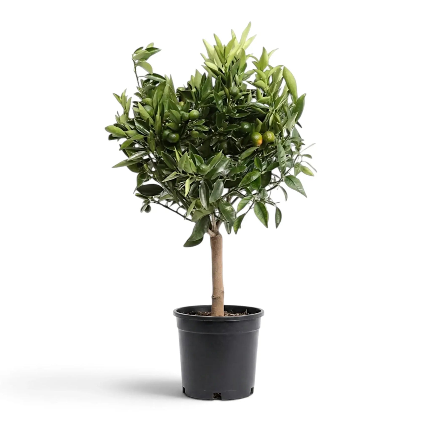 Large Calamondin citrus tree with a dense leafy crown in a black nursery pot